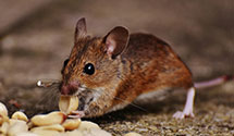 24 Hour & Emergency Exterminators in Columbia, NC